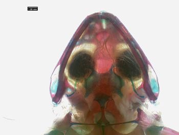 Media type: image;   Herpetology A-136906